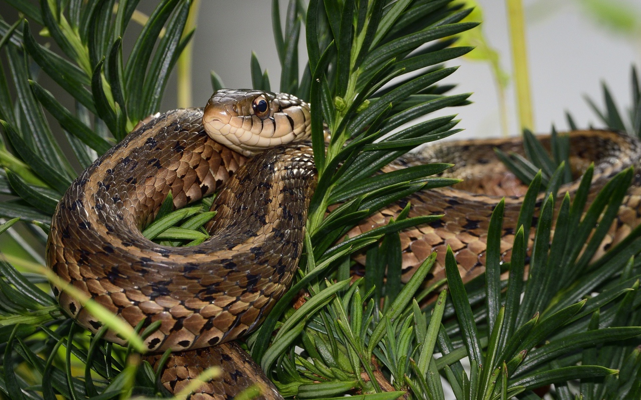 Змея сидит в зеленых ветках 
