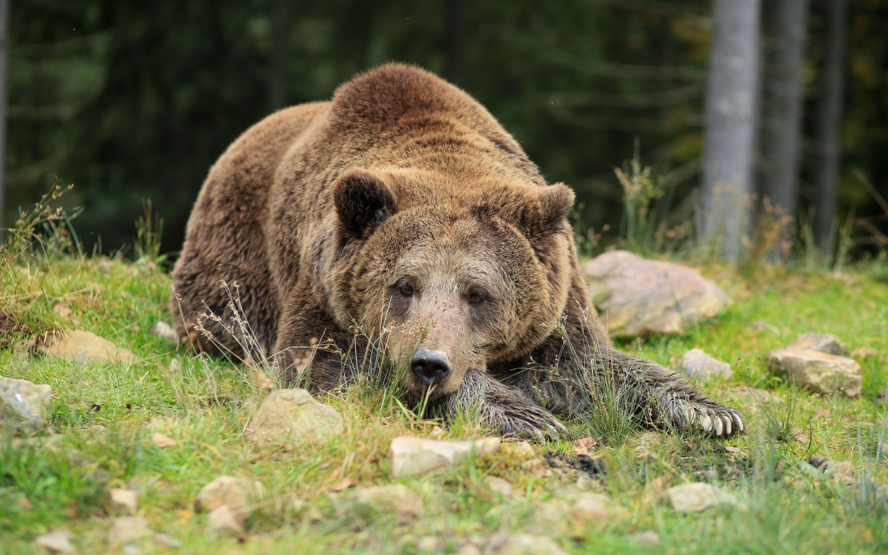 Большой бурый медведь лежит на земле с камнями