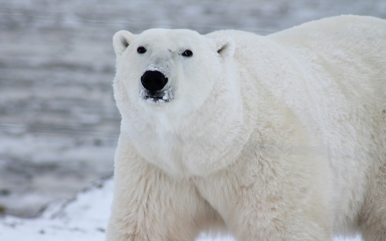 Big polar bear with a snout in the snow