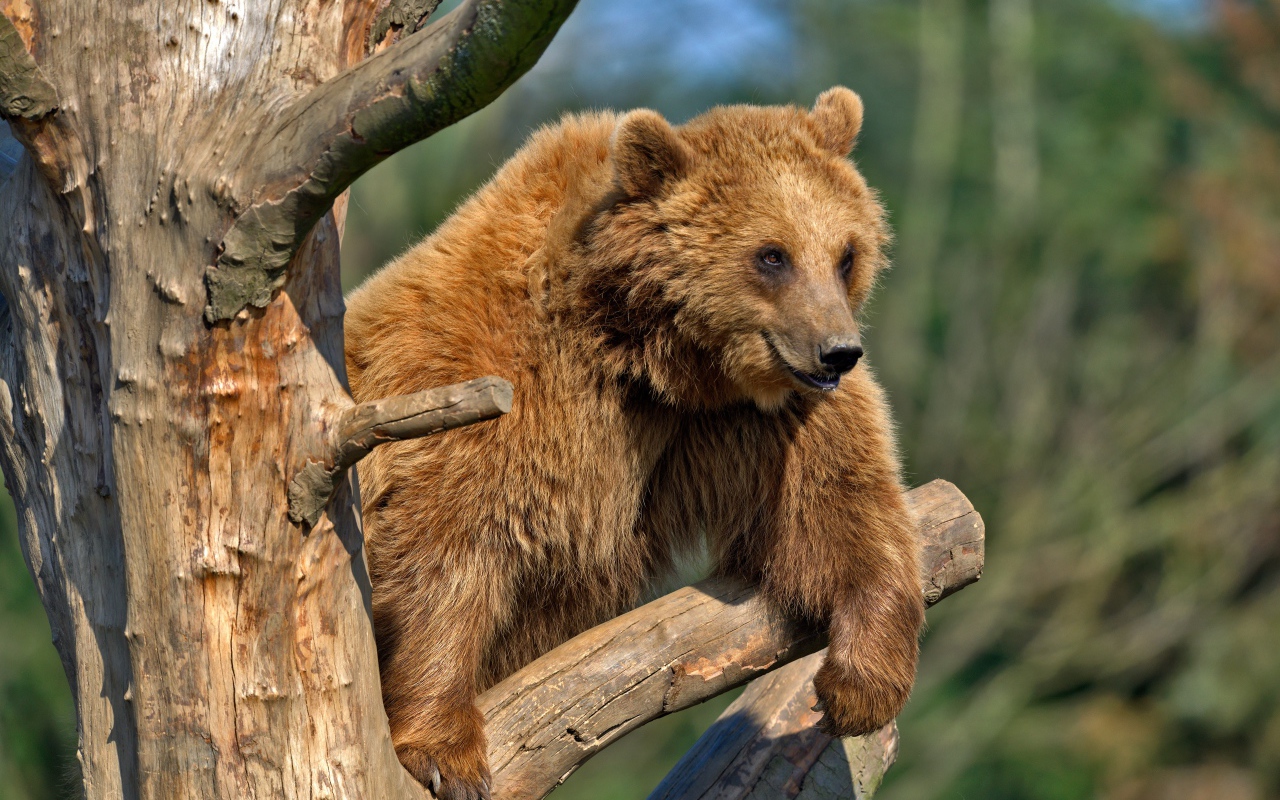 Бурый медведь сидит на сухом дереве