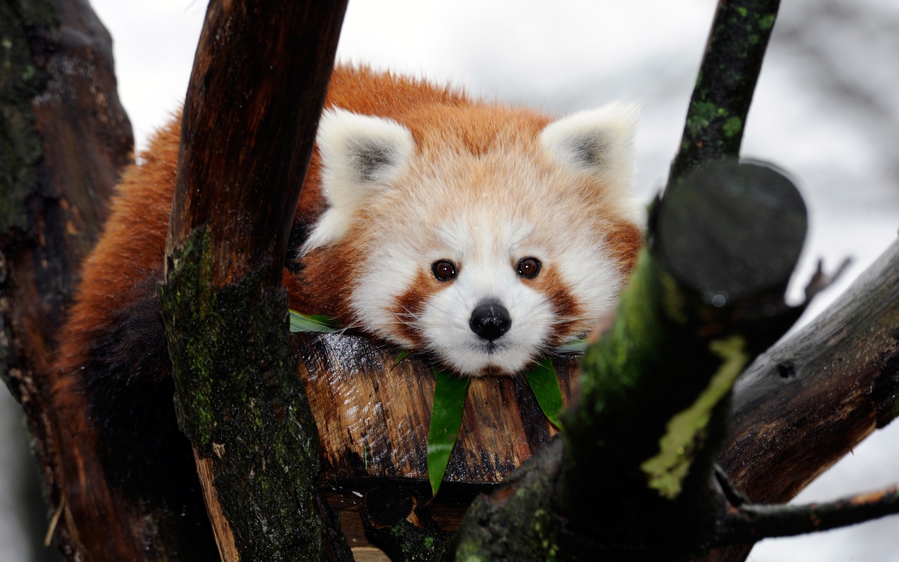 Милая малая панда лежит на дереве 