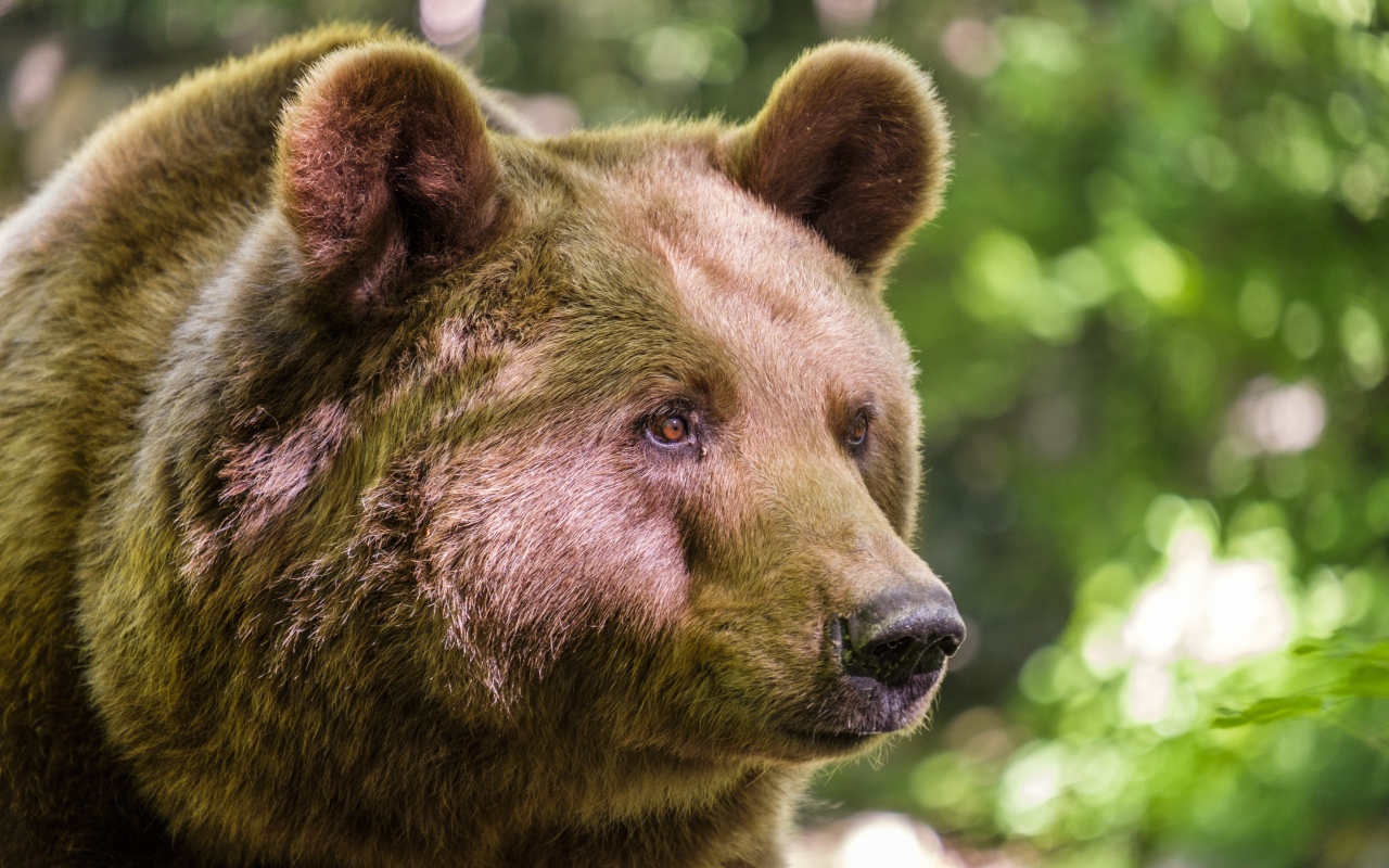 Muzzle of a big brown bear close up