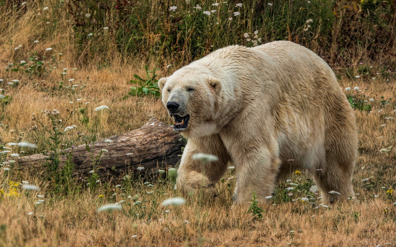 Грозный белый медведь с острыми клыками на траве