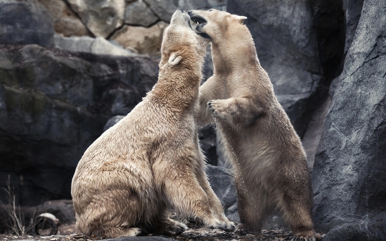 Два больших белых медведя дерутся