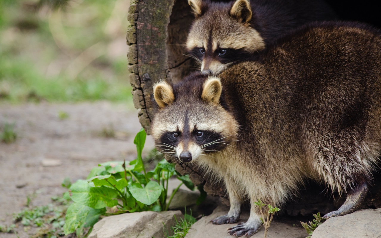 Два забавных енота вылазят из дерева 