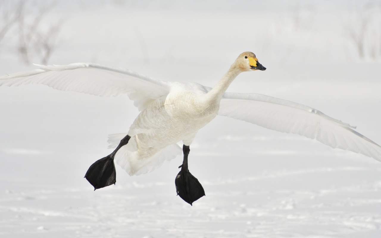 Большой белый лебедь летит над заснеженным озером