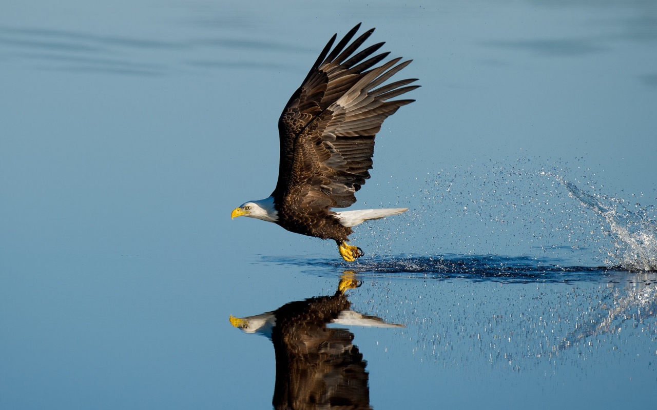 Белоголовый орлан летит над водой 