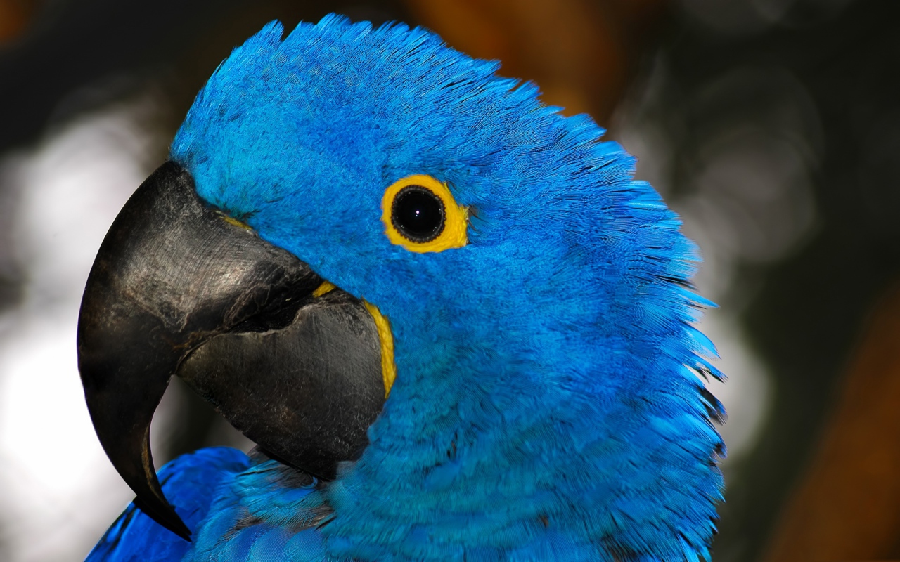 Big blue parrot with a sharp beak close up