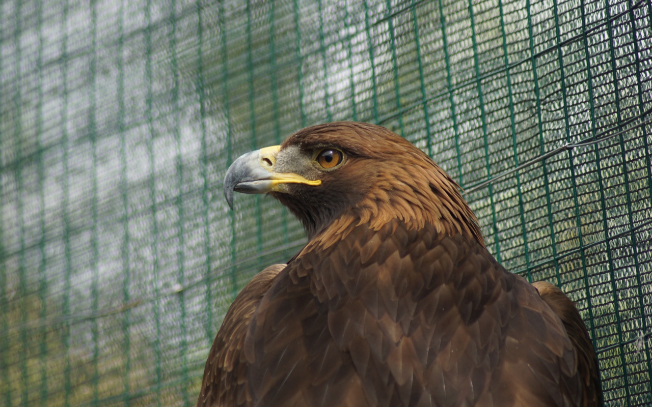 Большой орел с острым клювом в клетке