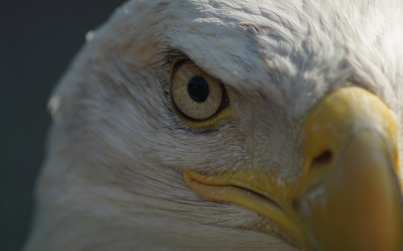 Глаз белоголового орлана крупным планом