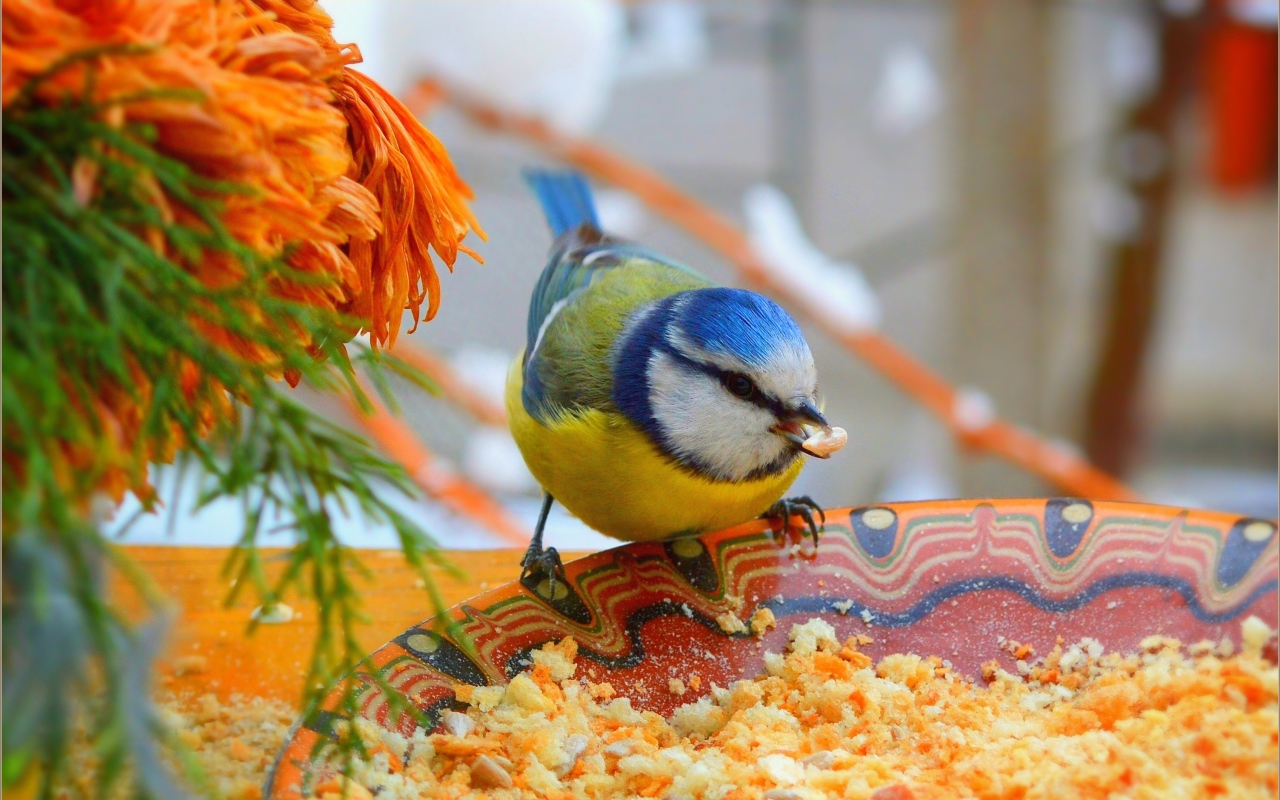 Маленькая синица клюет крошки