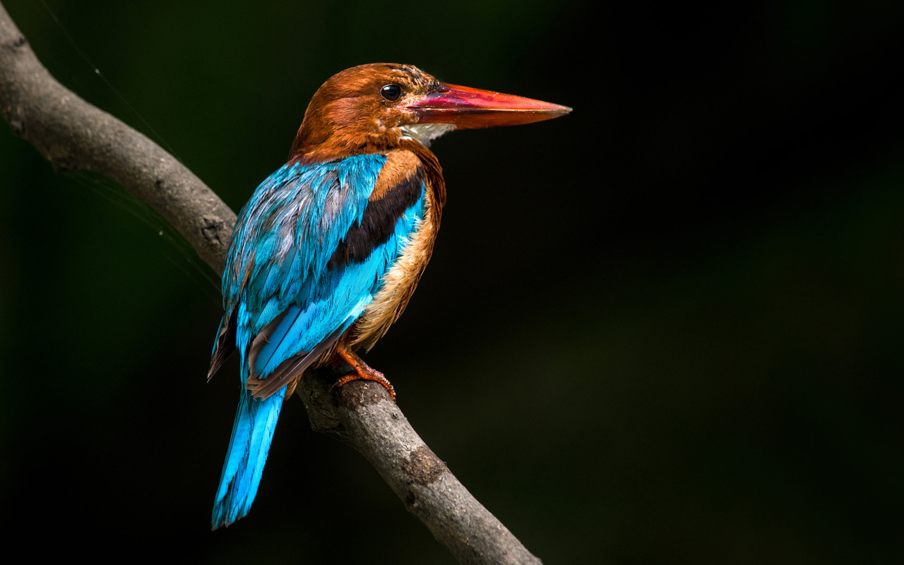 Разноцветная птица зимородок сидит на ветке дерева 