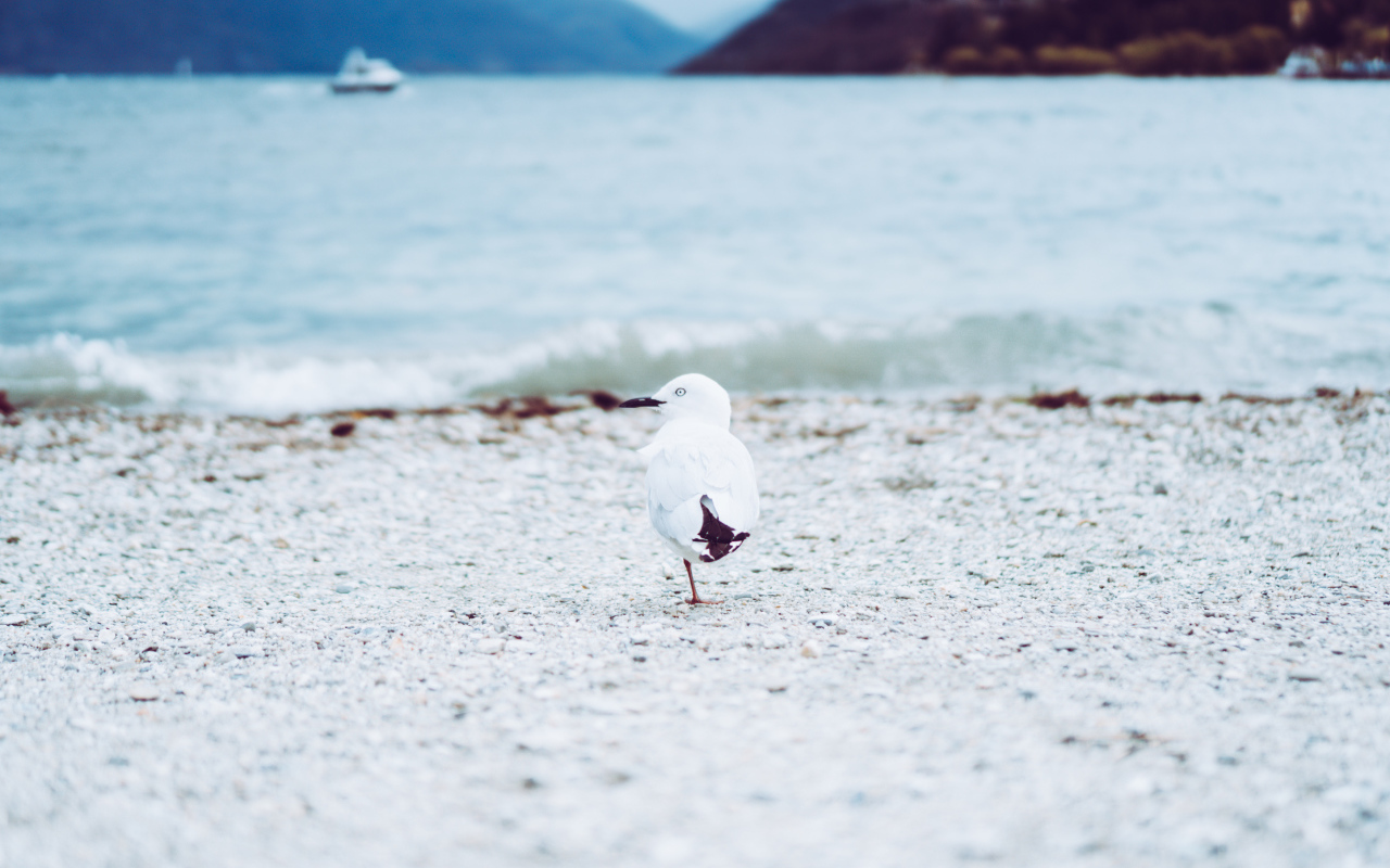 Чайка ходит по песку у воды