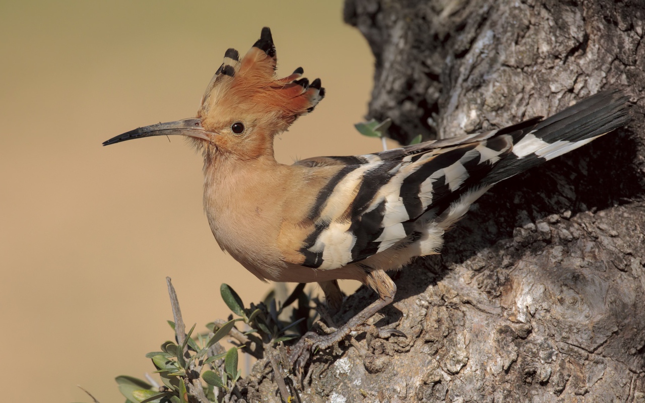 Птица удод с острым клювом сидит на дереве