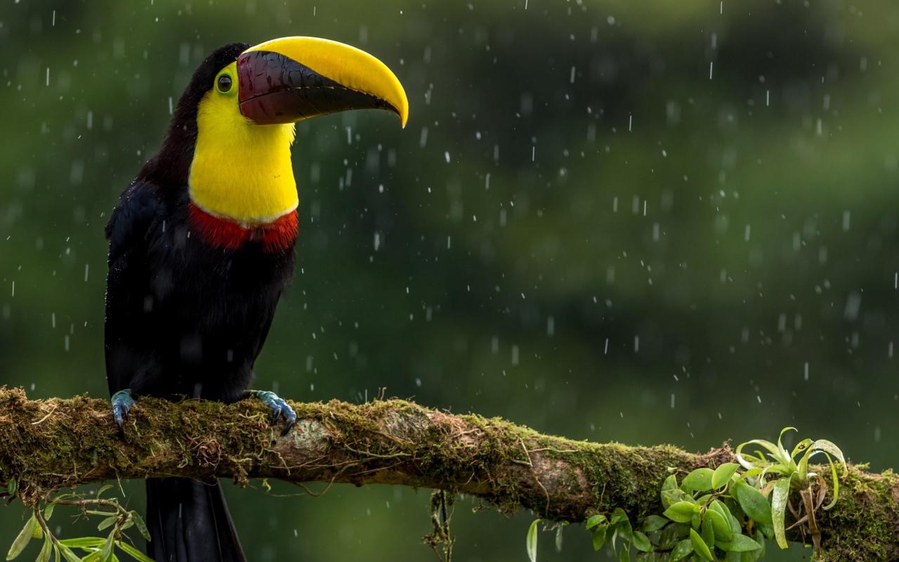 Птица тукан сидит на ветке под дождем