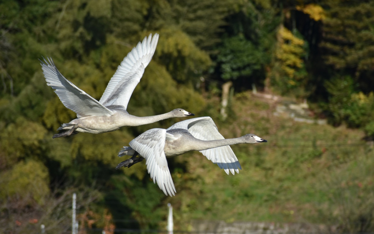 Два серых гуся летят над озером