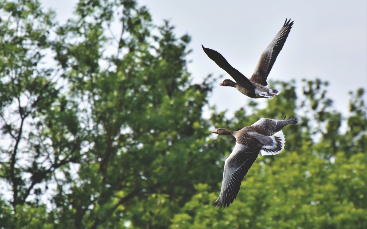 Два серых диких гуся пролетают у дерева