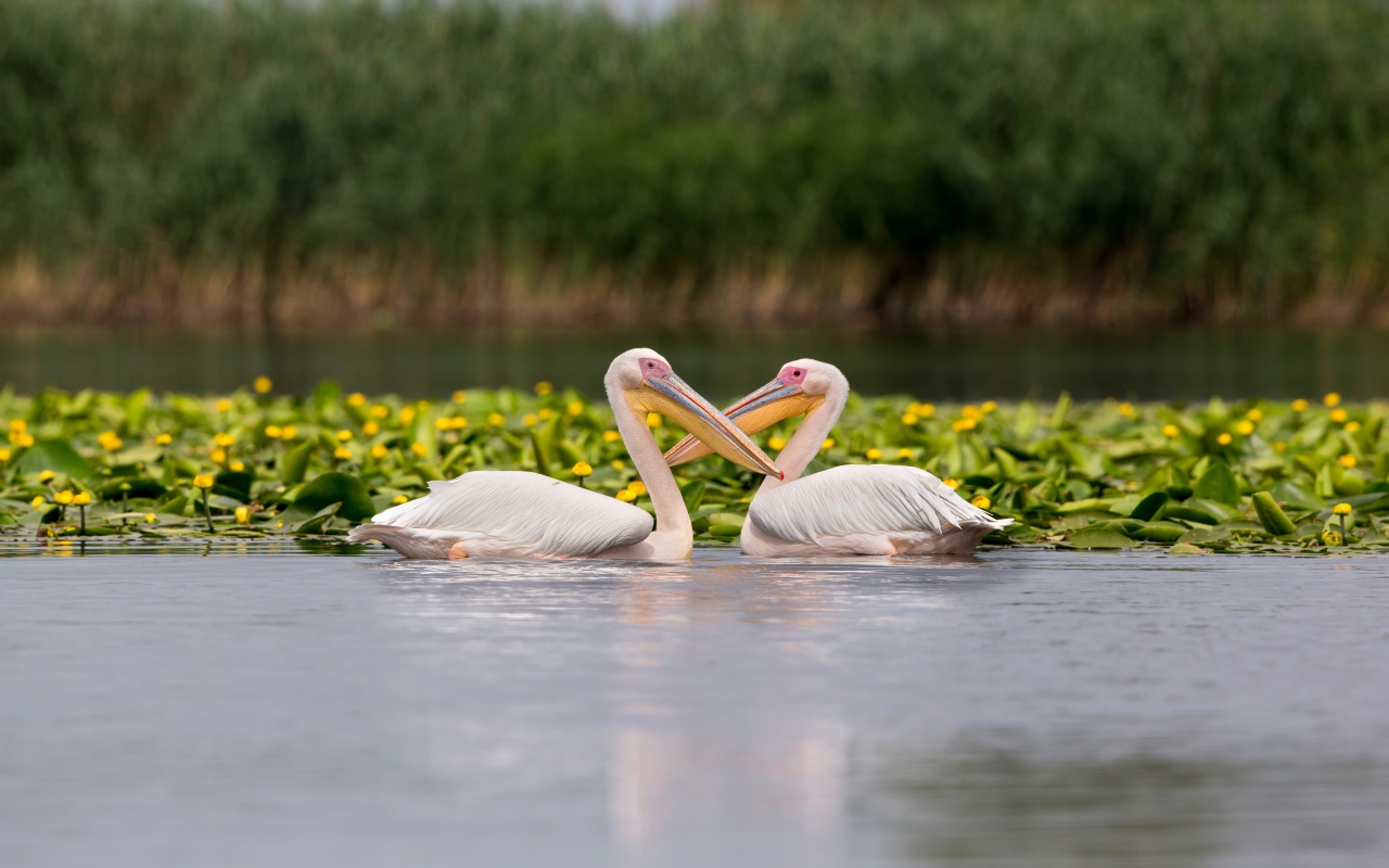 Два больших пеликана в воде с желтыми лилиями