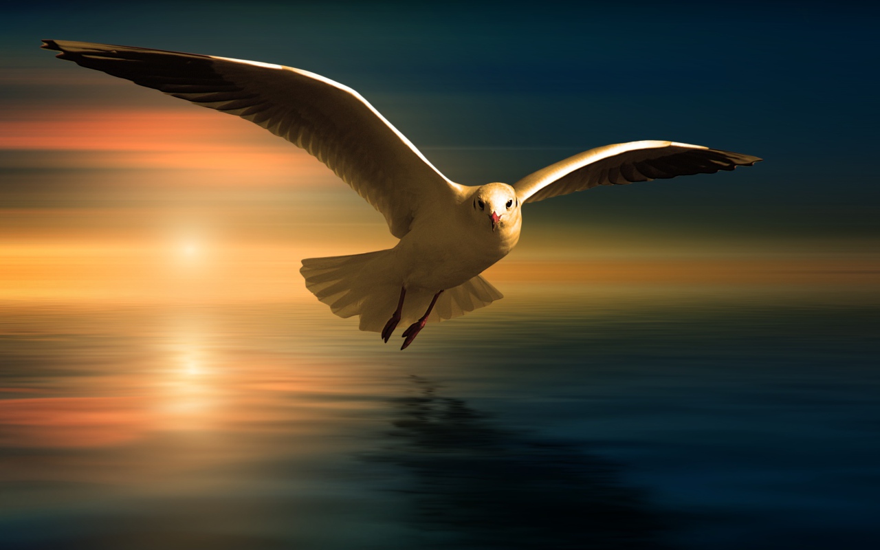 Белая чайка летит над водой на фоне заката