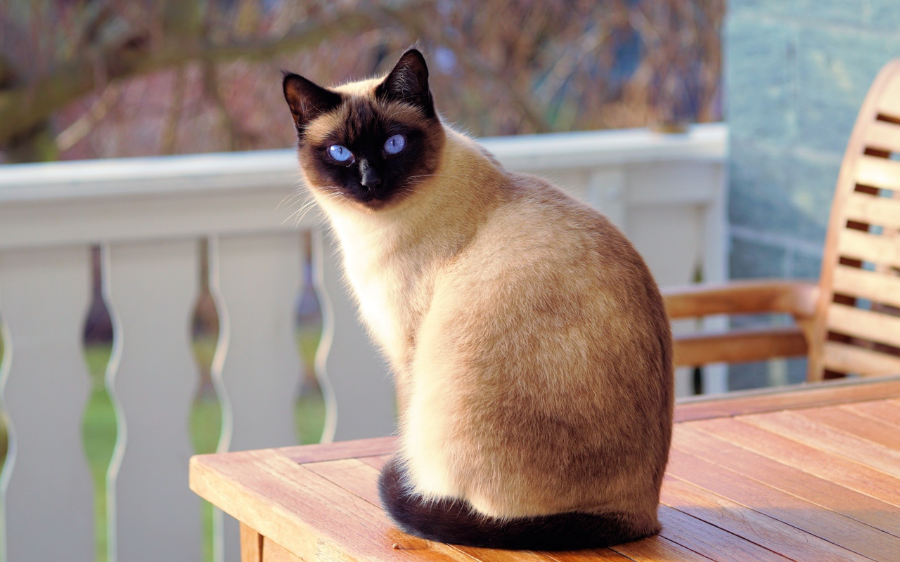 Красивый сиамский кот с голубыми глазами 