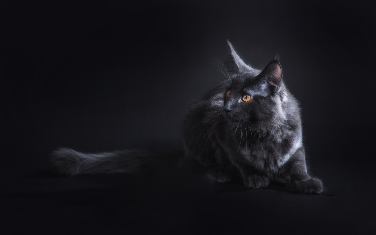 Красивый серый кот породы мейн кун на сером фоне