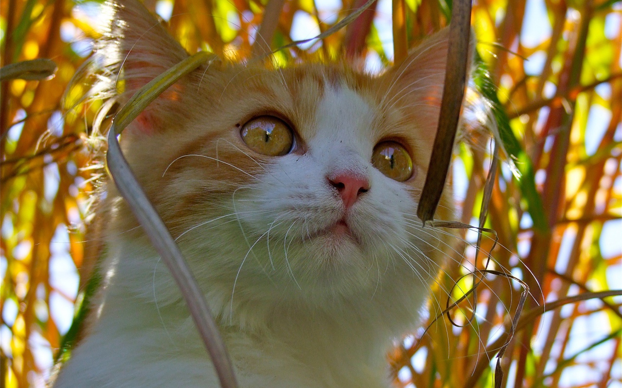 Красивый котенок с желтыми глазами сидит в траве