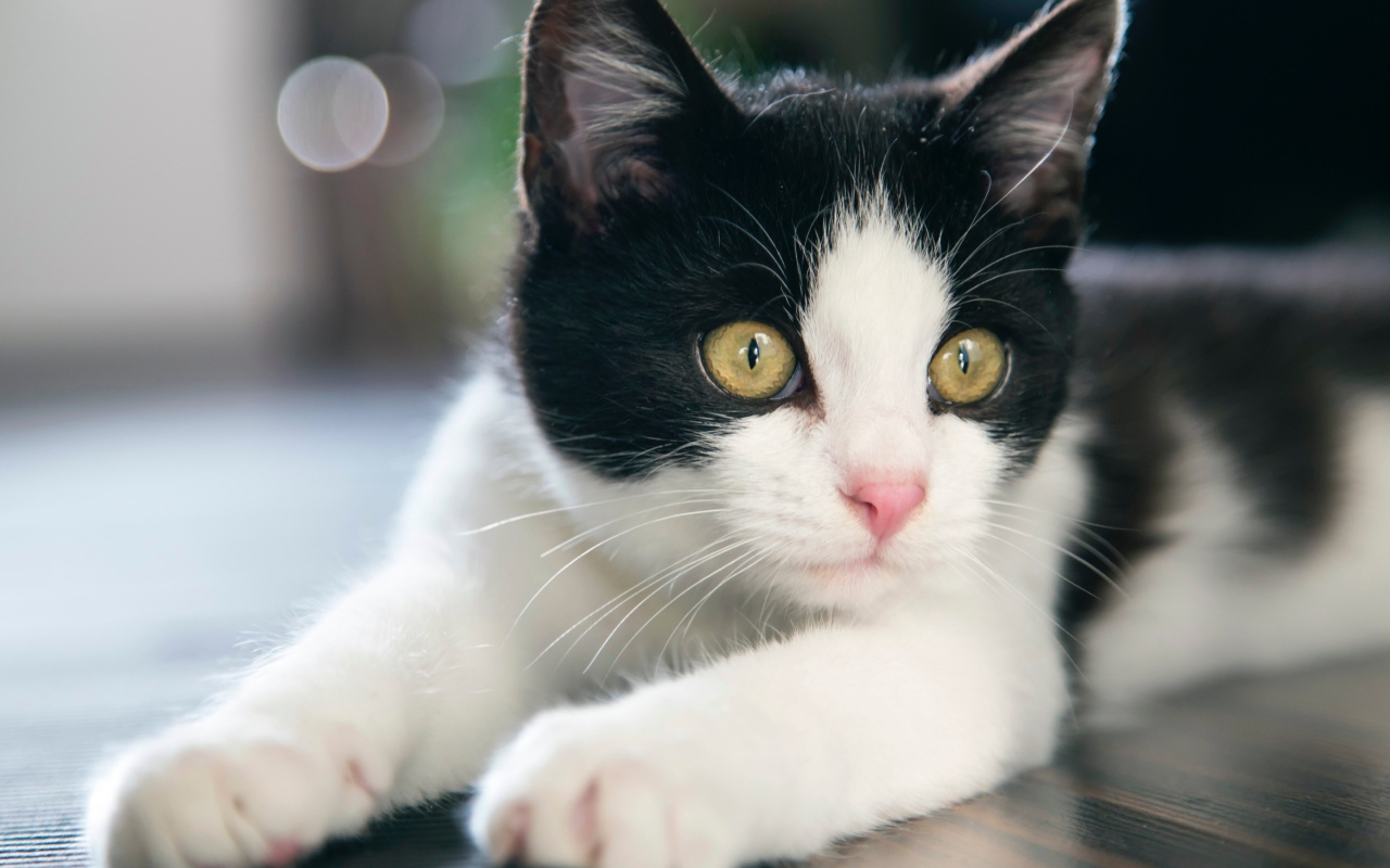 Красивый белый с черным котенок с желтыми глазами