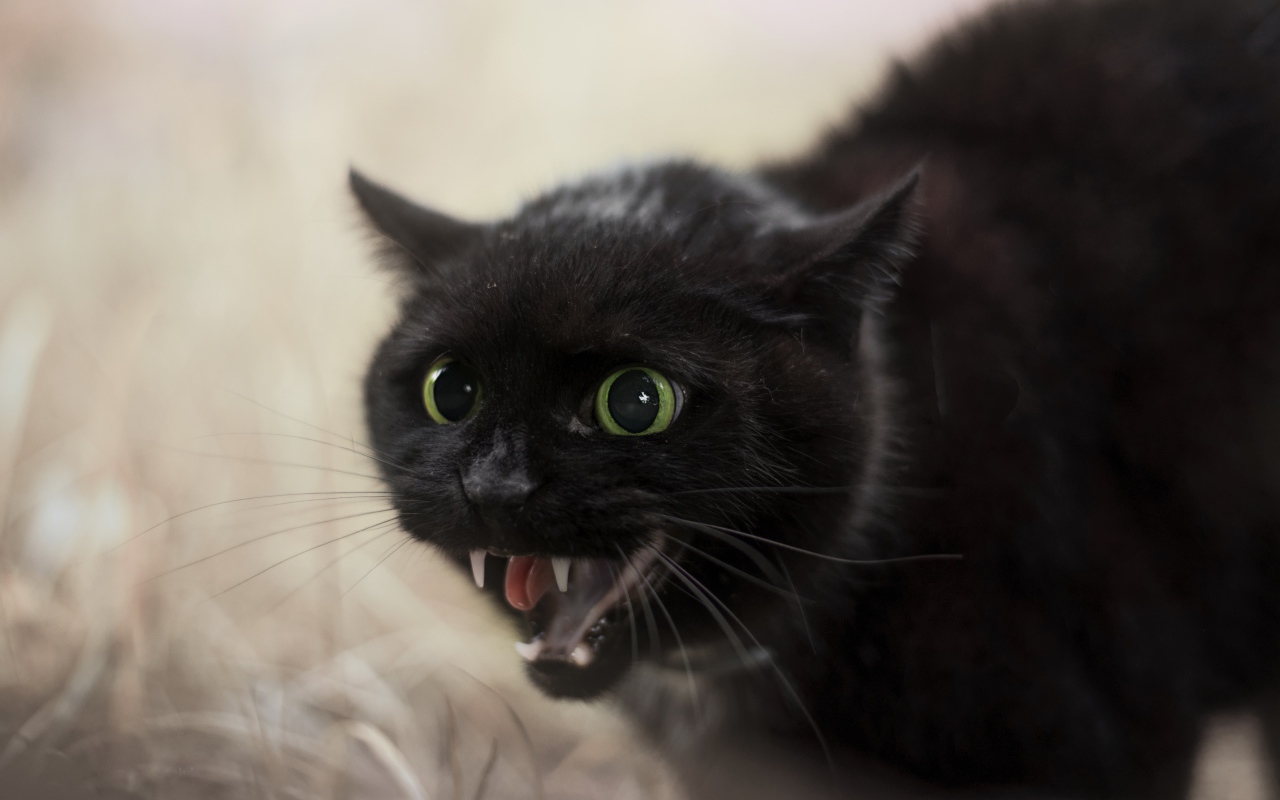 Черный агрессивный кот с острыми клыками 