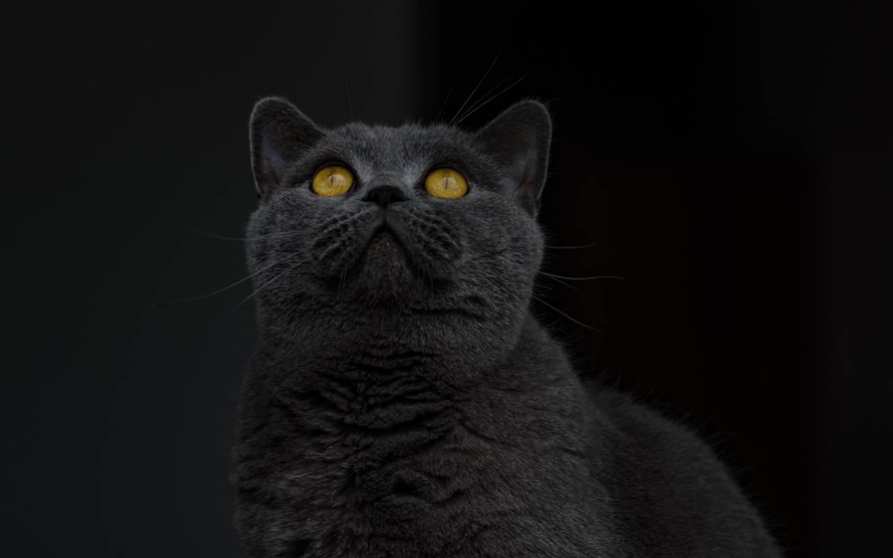 Британский кот с желтыми глазами смотрит вверх 