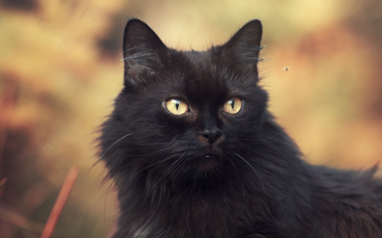 Пушистый красивый черный кот крупным планом