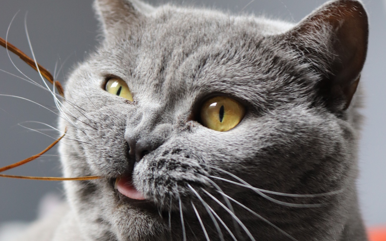 Забавный породистый британский кот грызет нитку