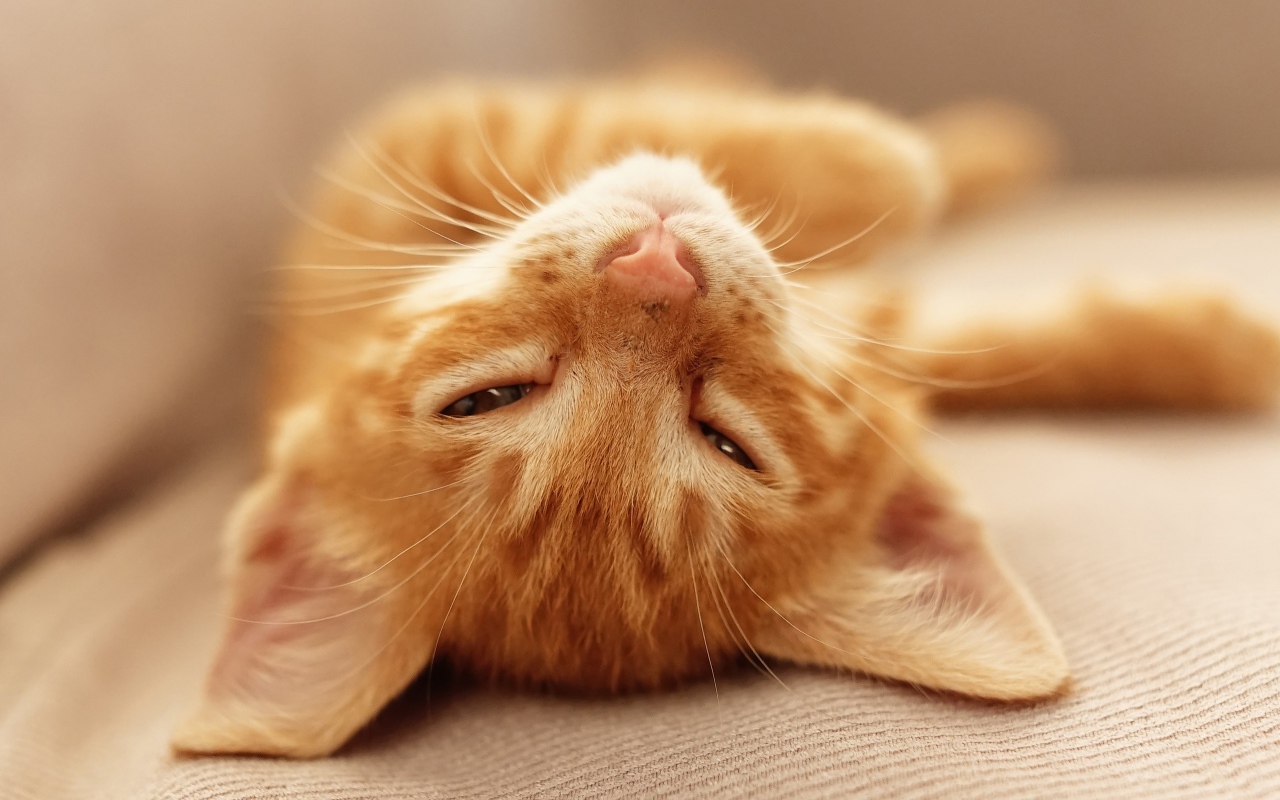 Рыжий котенок дремлет на кровати