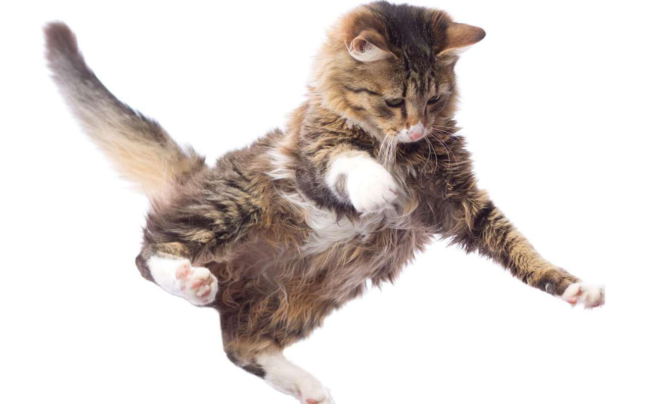 Прыжок серого кота на белом фоне