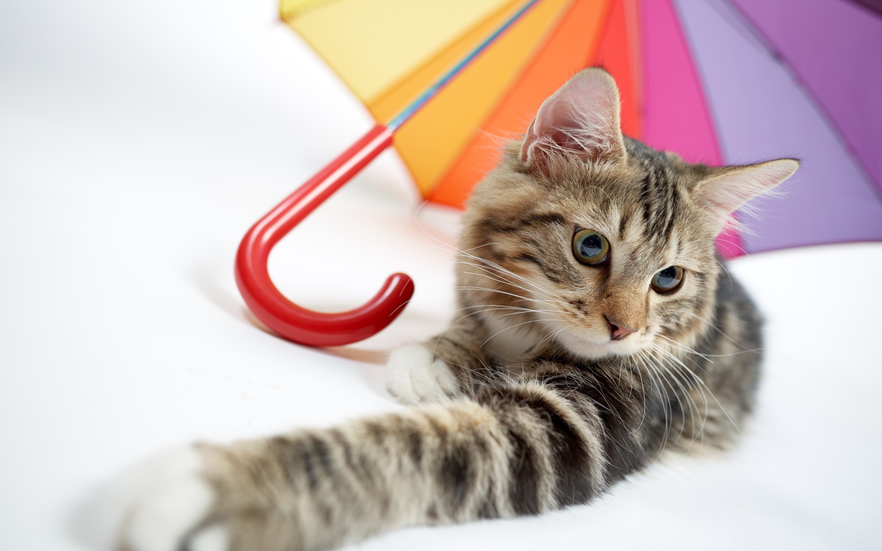 Gray cat lies under a multi-colored umbrella