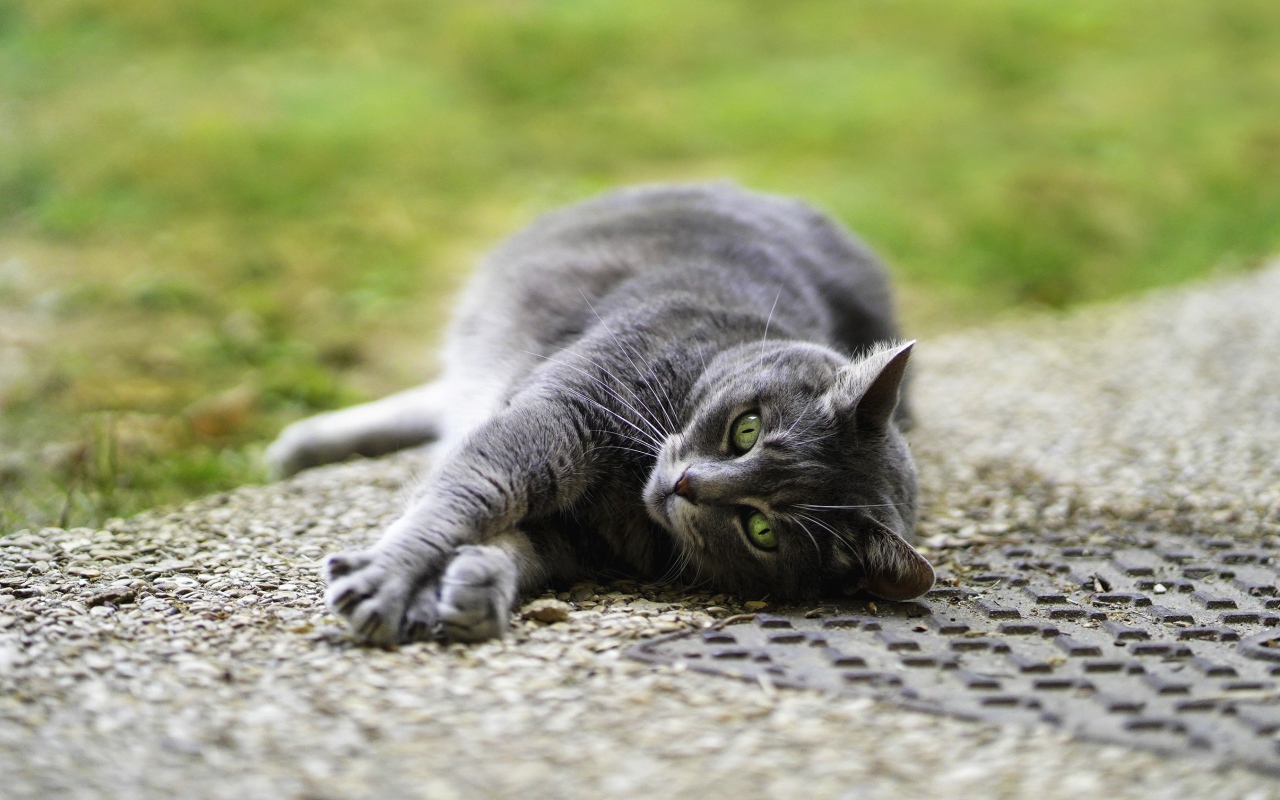Серый кот лежит на асфальте