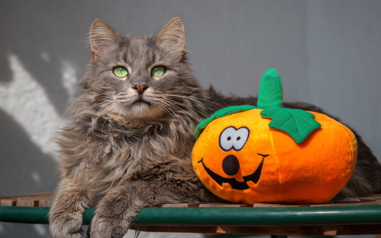 Серый кот на лавке с игрушечной тыквой