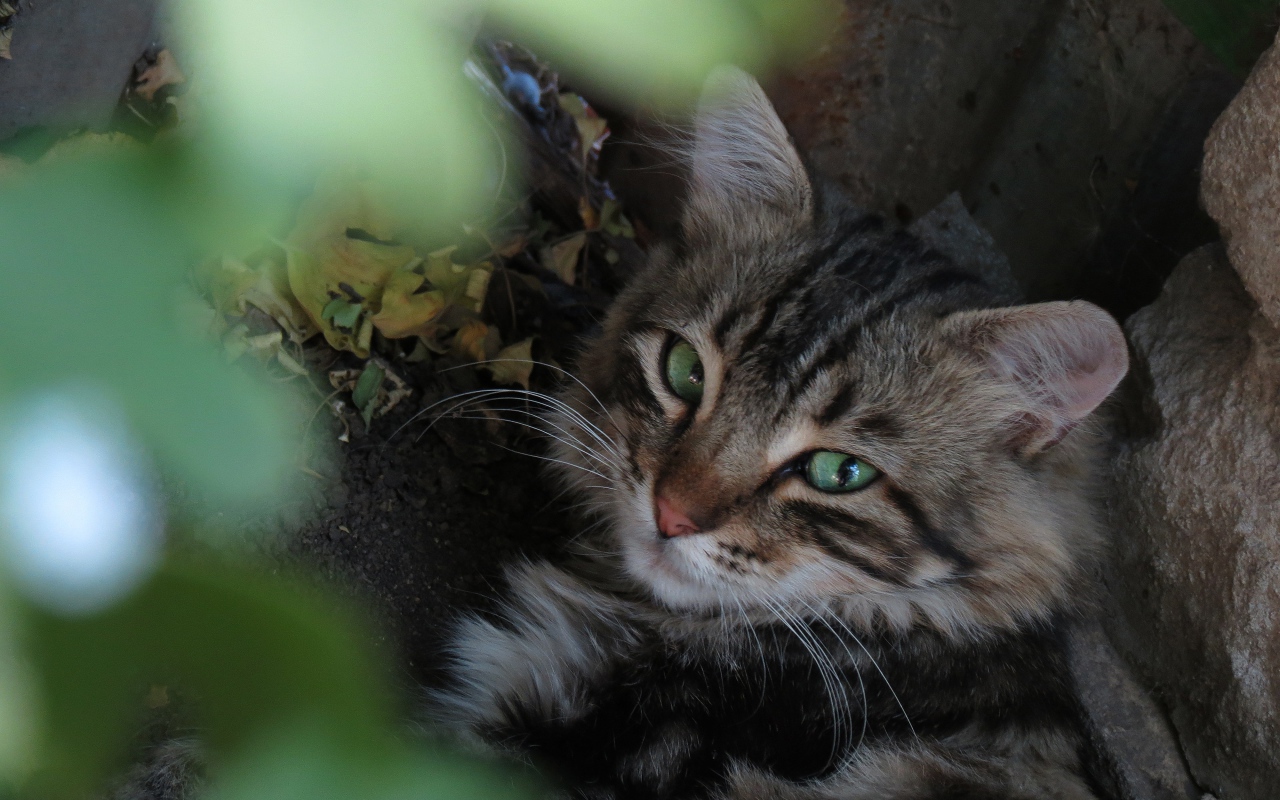 Серый зеленоглазый кот лежит на земле у камня