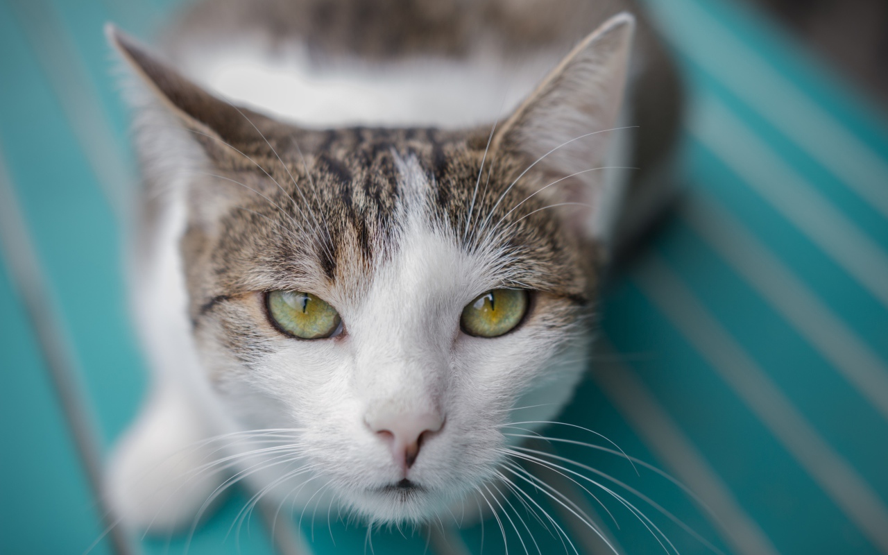 Серый с белым кот морда крупным планом