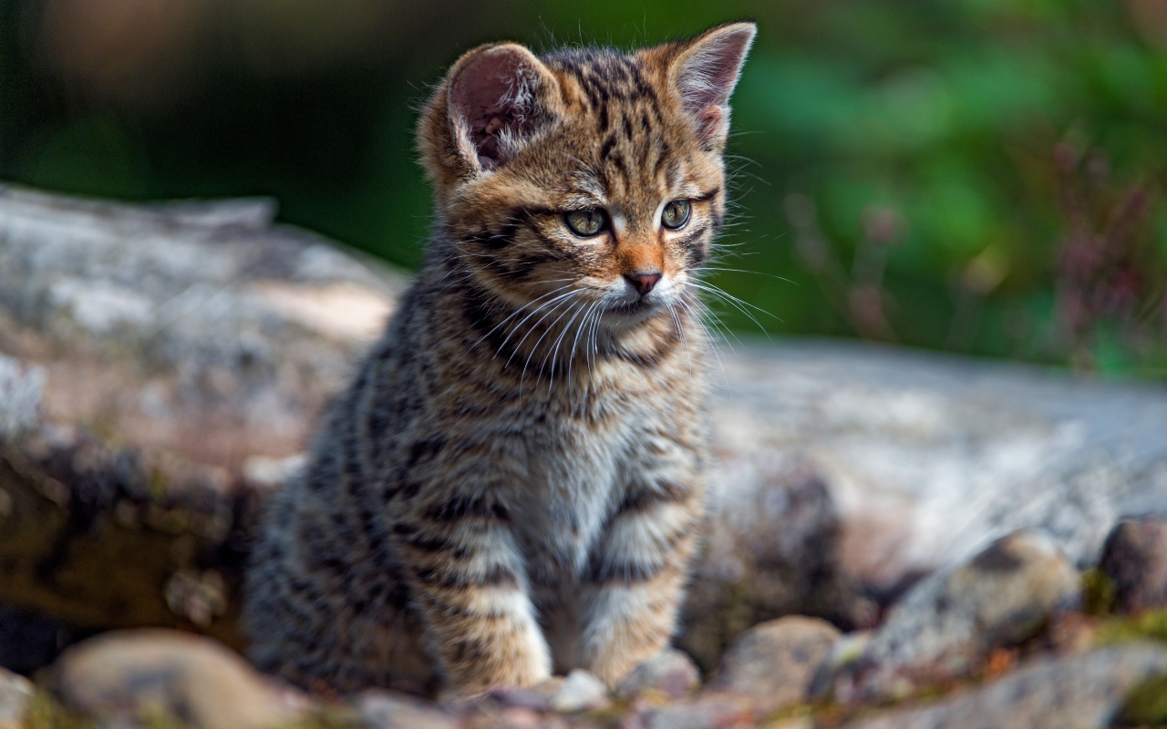 Маленький любопытный серый котенок на сухом дереве