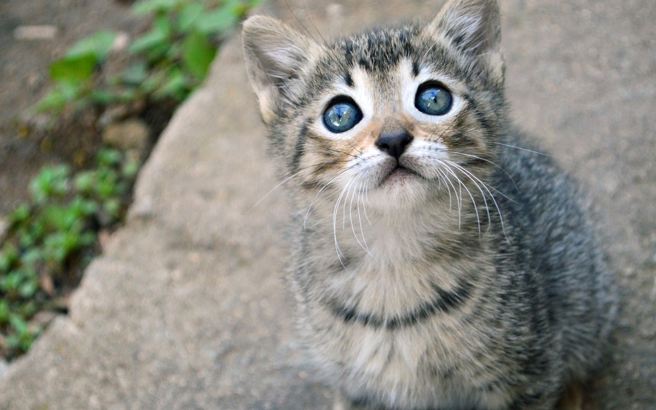 Маленький милый серый котенок смотрит вверх
