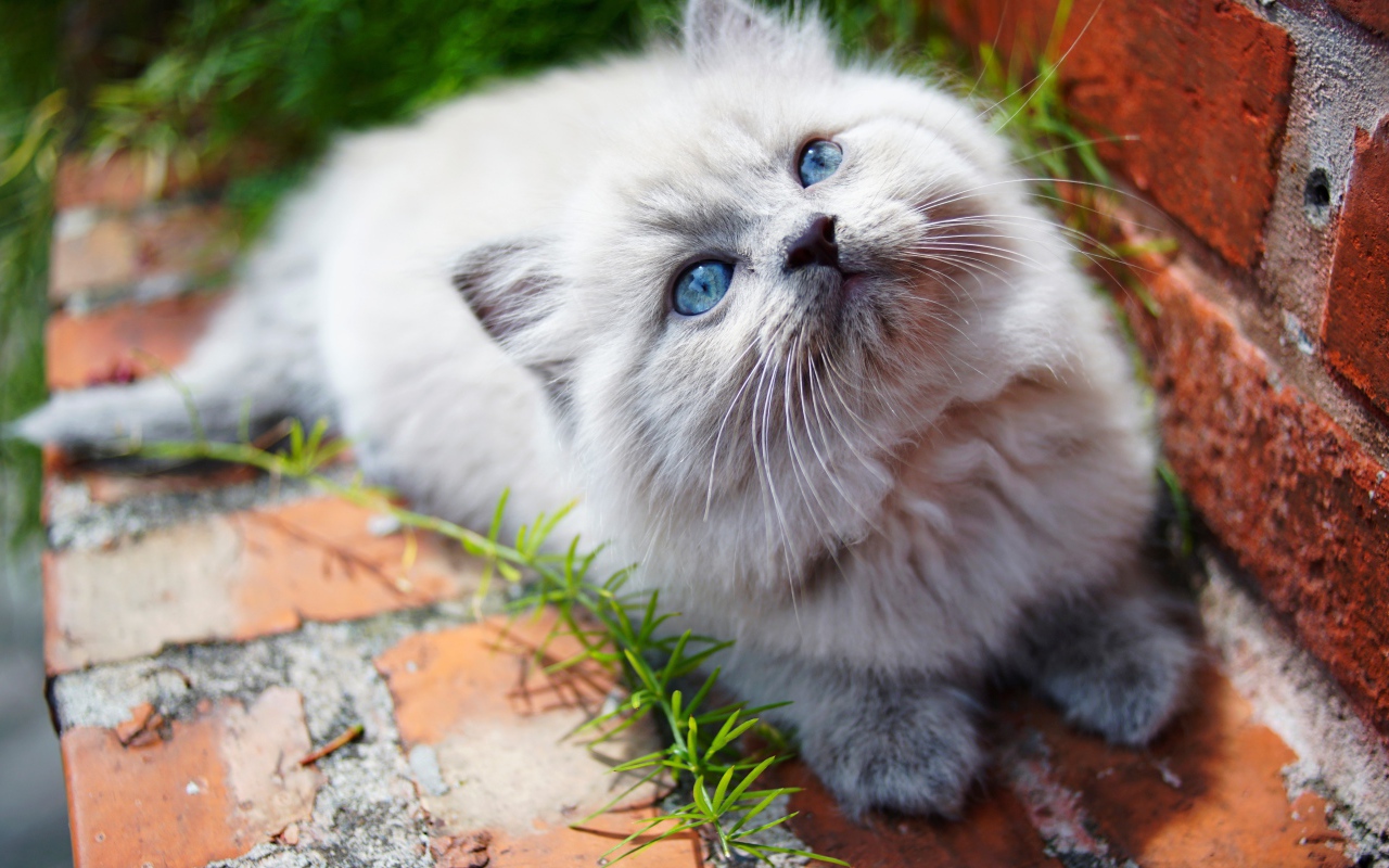 Маленький пушистый котенок с голубыми глазами