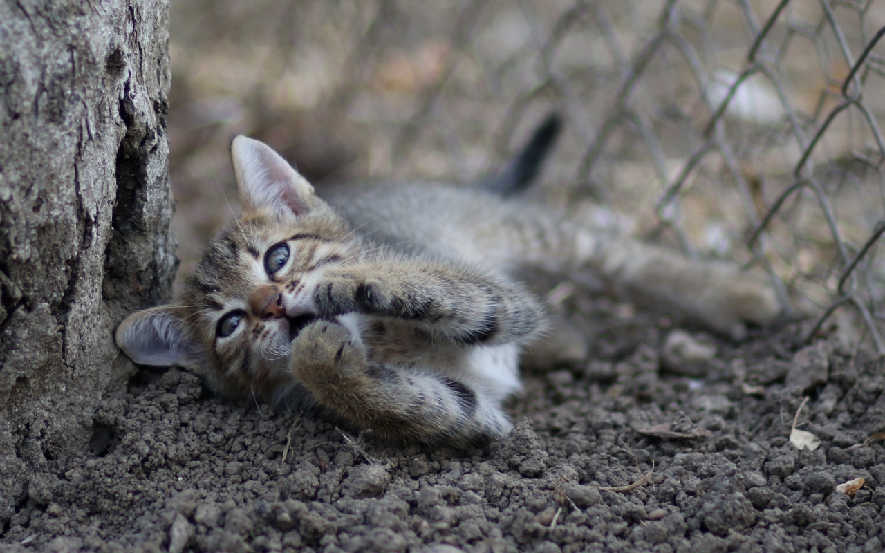 Маленький серый котенок играет у дерева на земле 
