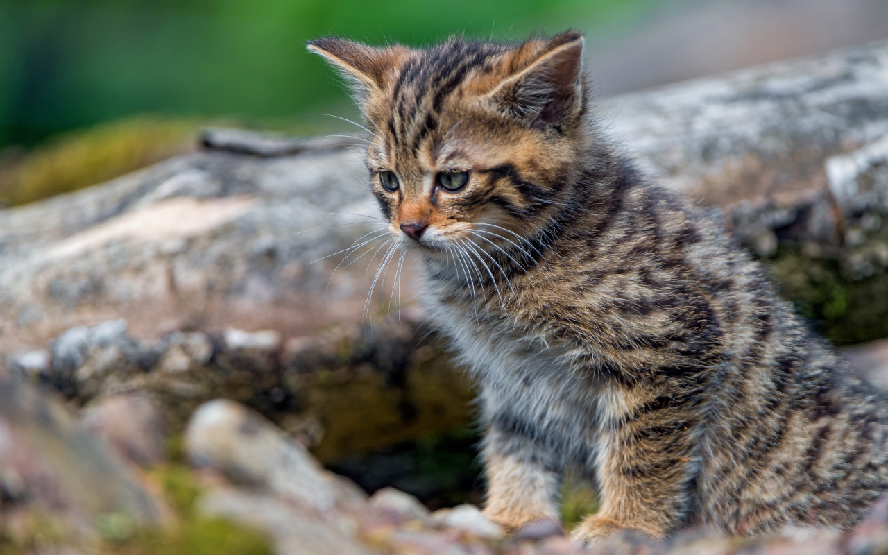 Маленький серый котенок сидит на сухом дереве