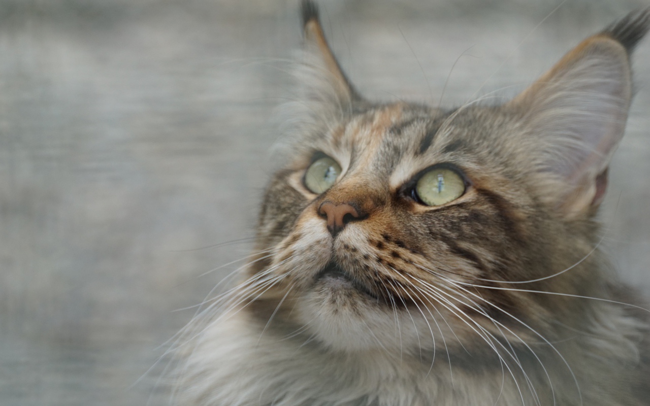 Морда красивого серого кота породы мейн кун