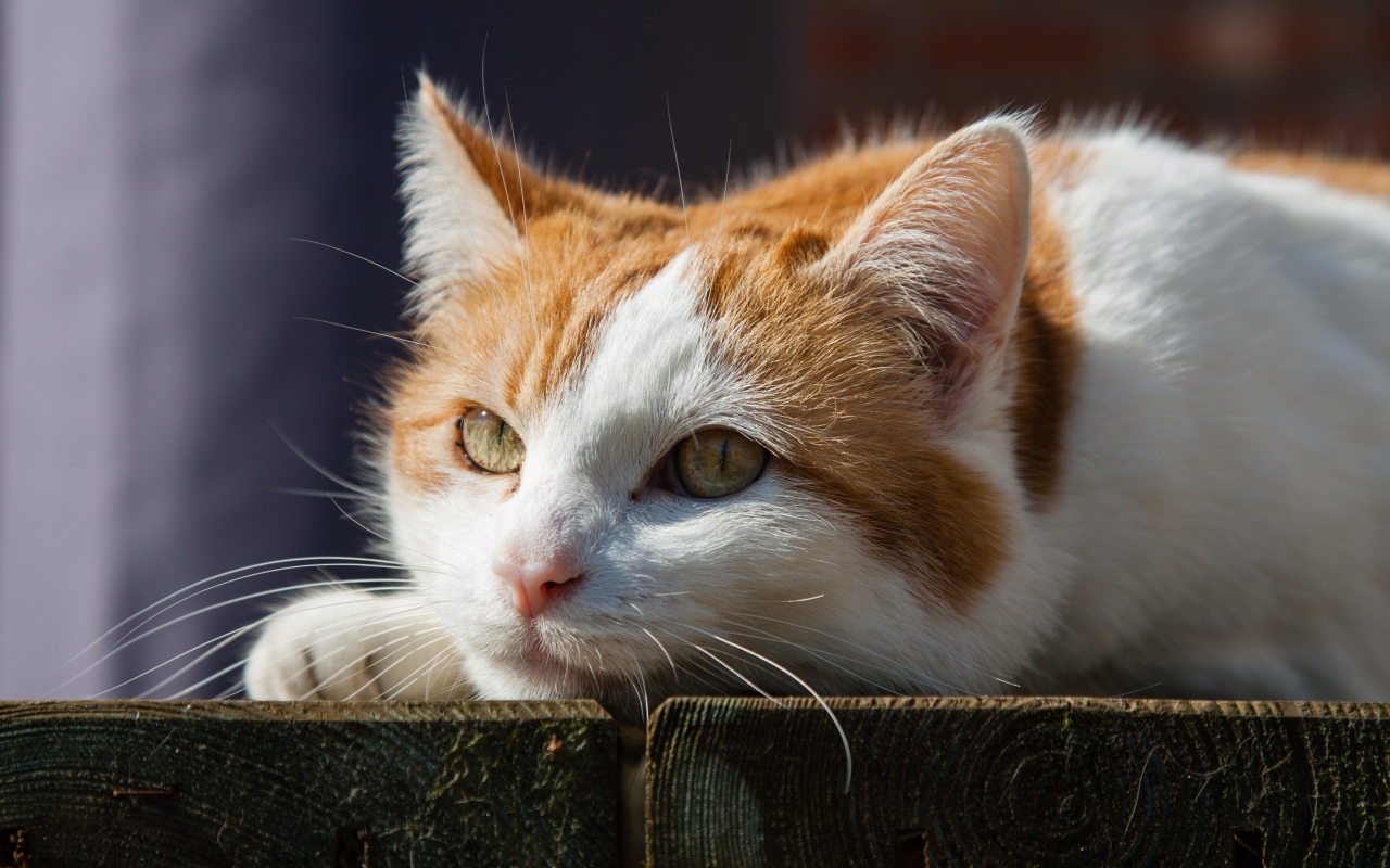 Рыжий с белым кот лежит на досках 