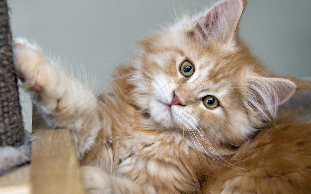 Рыжий пушистый котенок мейн кун