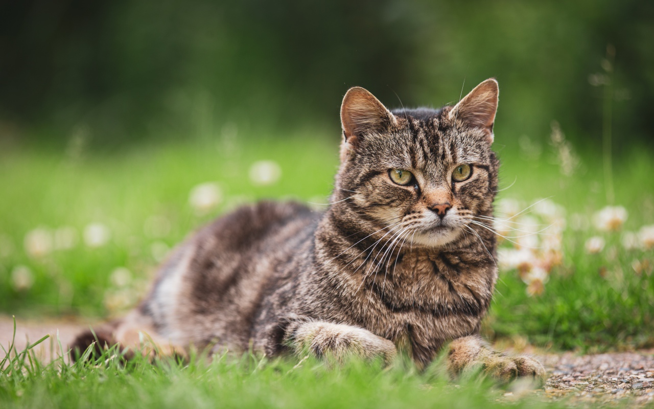 Серьезный серый кот лежит на деревянной траве