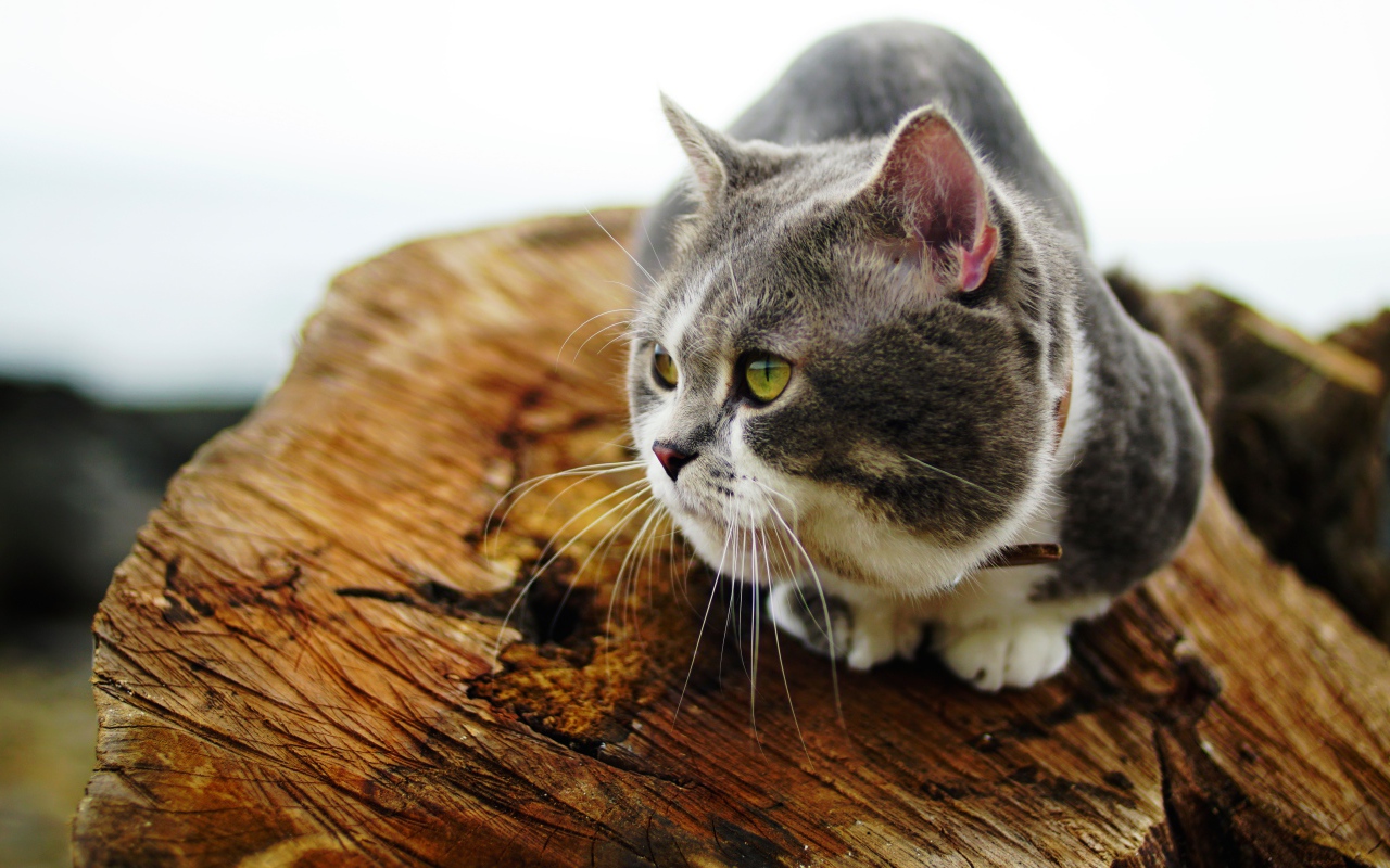 Породистый зеленоглазый кот сидит на сухом дереве