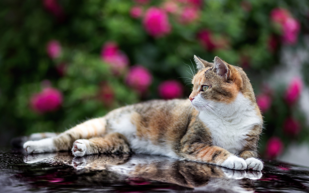 Трехцветная кошка лежит на машине 