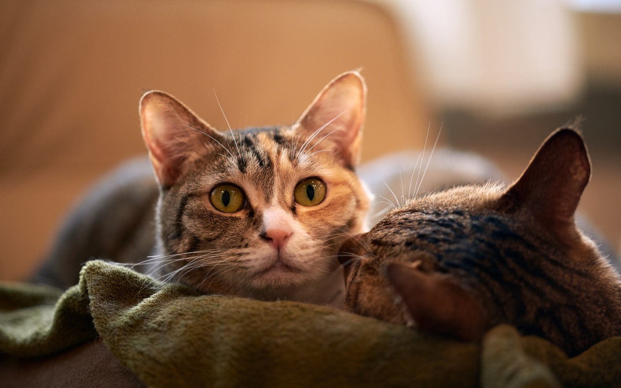 Две серых кошки лежат на кровати 